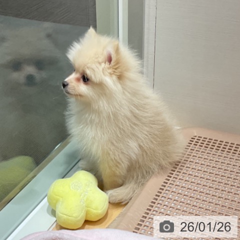 石川県のポメラニアン (ペットプラス 新小松店/2025年11月25日生まれ/女の子/クリーム)の子犬の3枚目の画像