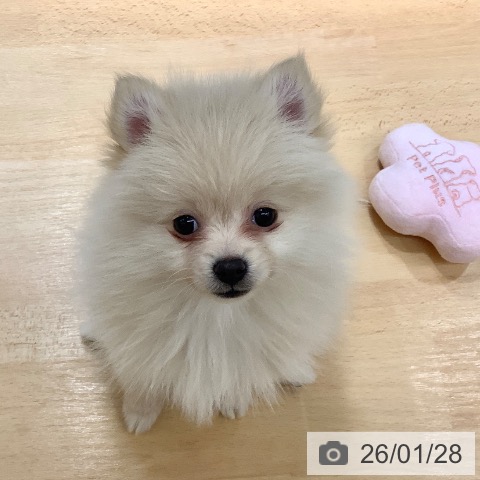 石川県のポメラニアン (ペットプラス 新小松店/2025年11月25日生まれ/女の子/クリーム)の子犬の3枚目の画像