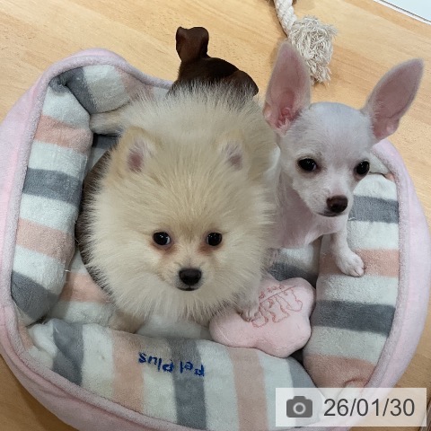 ポメラニアンの写真