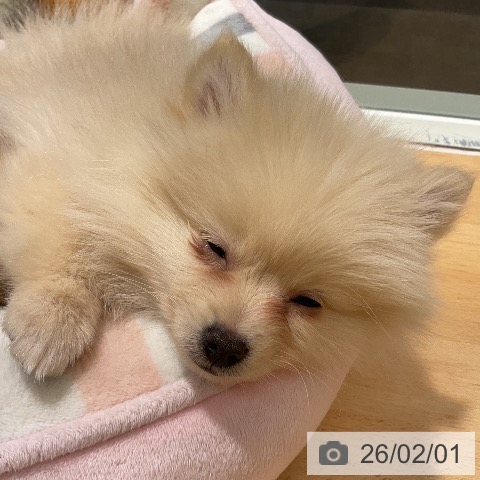 ポメラニアンの写真