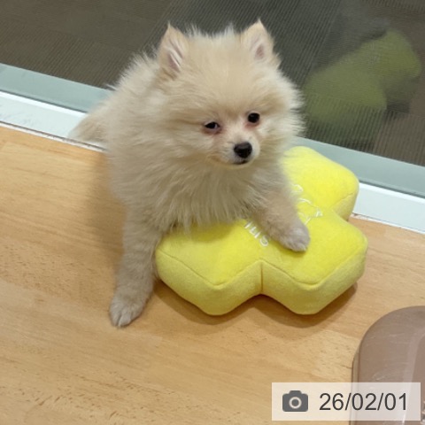 石川県のポメラニアン (ペットプラス 新小松店/2025年11月25日生まれ/女の子/クリーム)の子犬の4枚目の画像