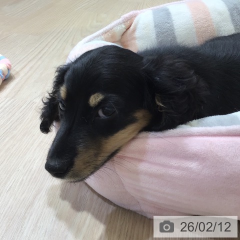 富山県のミニチュアダックスフンド(ロング) (ペットプラス 高岡店/2025年11月26日生まれ/男の子/ブラックタン)の子犬の3枚目の画像