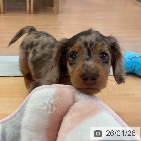 ミニチュア・ダックスフンドの写真