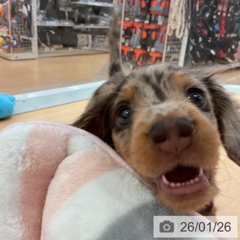 ミニチュア・ダックスフンドの写真