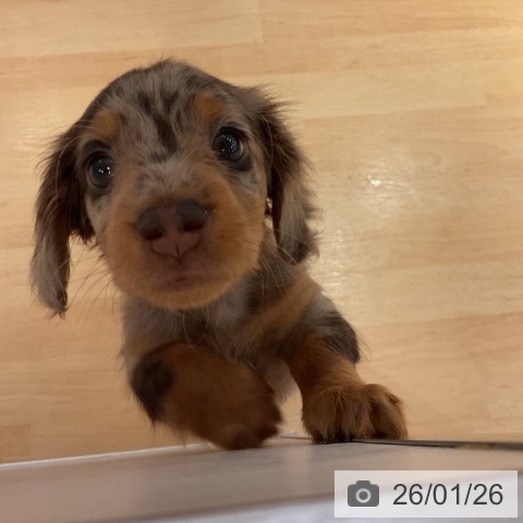 愛知県のミニチュアダックスフンド(ロング) (ペットプラス 名古屋茶屋店/2025年11月26日生まれ/男の子/チョコレートダップル)の子犬の4枚目の画像