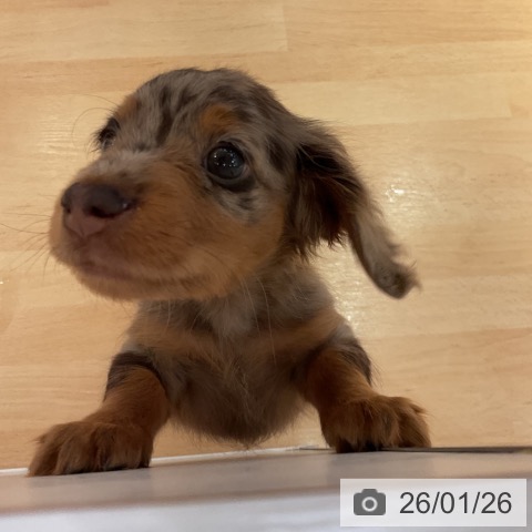 愛知県のミニチュアダックスフンド(ロング) (ペットプラス 名古屋茶屋店/2025年11月26日生まれ/男の子/チョコレートダップル)の子犬の3枚目の画像