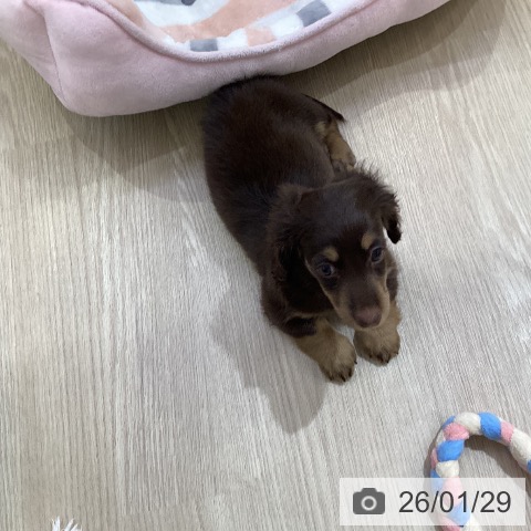 ミニチュア・ダックスフンドの写真