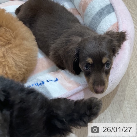 愛知県のミニチュアダックスフンド(ロング) (ペットプラス ナゴヤドーム前店/2025年11月26日生まれ/女の子/チョコレートタン)の子犬の4枚目の画像