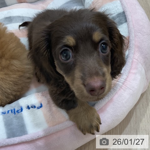 愛知県のミニチュアダックスフンド(ロング) (ペットプラス ナゴヤドーム前店/2025年11月26日生まれ/女の子/チョコレートタン)の子犬の3枚目の画像