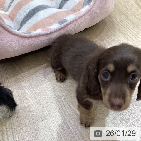 愛知県のミニチュアダックスフンド(ロング) (ペットプラス ナゴヤドーム前店/2025年11月26日生まれ/女の子/チョコレートタン)の子犬の3枚目の画像