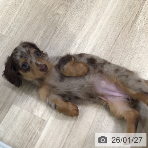 岐阜県のミニチュアダックスフンド(ロング) (ペットプラス 各務原店/2025年11月26日生まれ/女の子/チョコレートダップル)の子犬の4枚目の画像