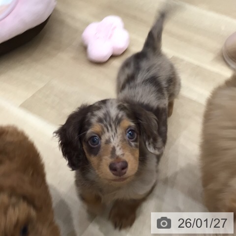 岐阜県のミニチュアダックスフンド(ロング) (ペットプラス 各務原店/2025年11月26日生まれ/女の子/チョコレートダップル)の子犬の3枚目の画像