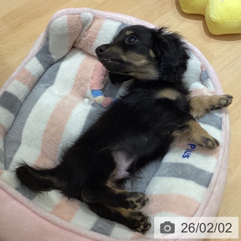 ミニチュア・ダックスフンドの写真