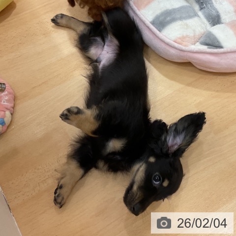 ミニチュア・ダックスフンドの写真