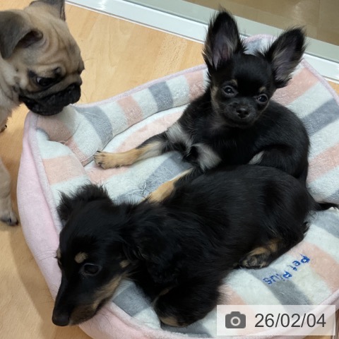 ミニチュア・ダックスフンドの写真