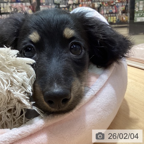 ミニチュア・ダックスフンドの写真