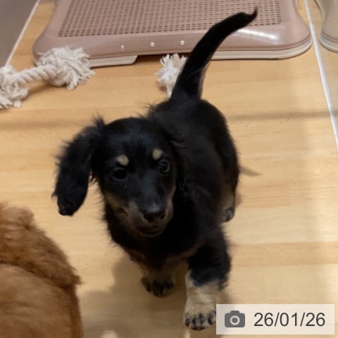 石川県のミニチュアダックスフンド(ロング) (ペットプラス 新小松店/2025年11月24日生まれ/男の子/ブラックイエロー)の子犬の4枚目の画像