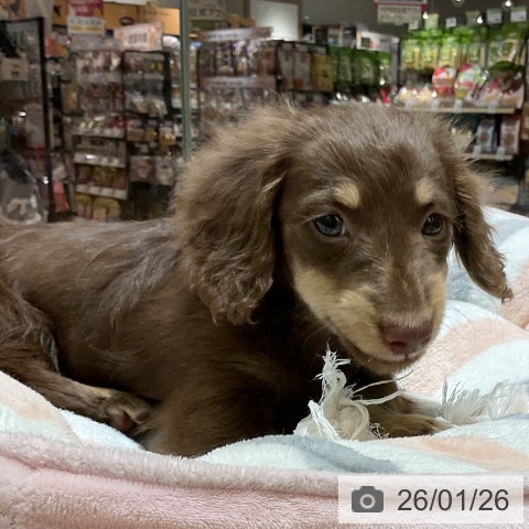 愛知県のミニチュアダックスフンド(ロング) (ペットプラス イオンモール豊川店/2025年11月24日生まれ/男の子/チョコレートイエロー)の子犬の4枚目の画像