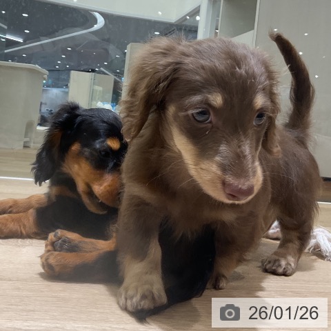 愛知県のミニチュアダックスフンド(ロング) (ペットプラス イオンモール豊川店/2025年11月24日生まれ/男の子/チョコレートイエロー)の子犬の3枚目の画像