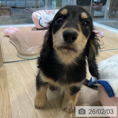 愛知県のミニチュアダックスフンド(ロング) (ペットプラス 岡崎店/2025年11月24日生まれ/女の子/ブラックイエロー)の子犬の4枚目の画像