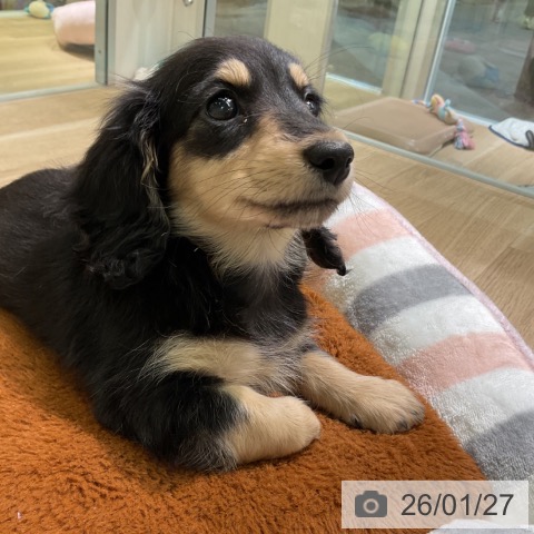 愛知県のミニチュアダックスフンド(ロング) (ペットプラス 岡崎店/2025年11月24日生まれ/女の子/ブラックイエロー)の子犬の3枚目の画像