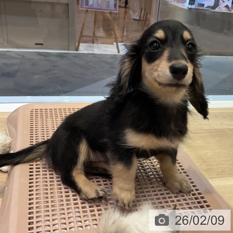 愛知県のミニチュアダックスフンド(ロング) (ペットプラス 岡崎店/2025年11月24日生まれ/女の子/ブラックイエロー)の子犬の3枚目の画像