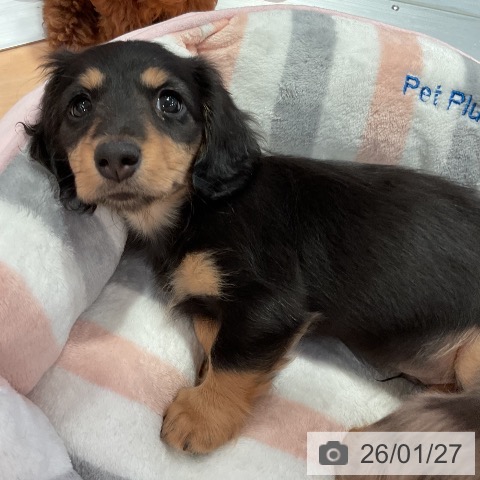 ミニチュア・ダックスフンドの写真