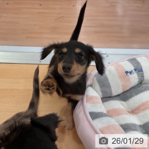 ミニチュア・ダックスフンドの写真