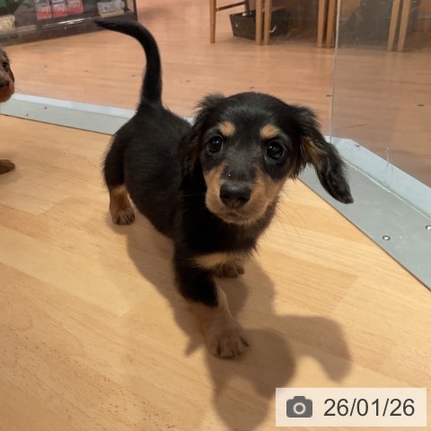 愛知県のミニチュアダックスフンド(ロング) (ペットプラス 名古屋茶屋店/2025年11月26日生まれ/男の子/ブラックタン)の子犬の4枚目の画像