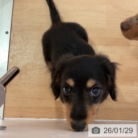 ミニチュア・ダックスフンドの写真