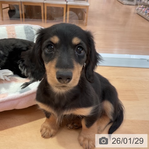 愛知県のミニチュアダックスフンド(ロング) (ペットプラス 名古屋茶屋店/2025年11月26日生まれ/男の子/ブラックタン)の子犬の4枚目の画像