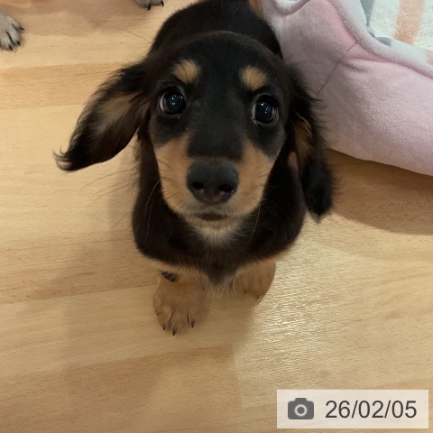 愛知県のミニチュアダックスフンド(ロング) (ペットプラス 名古屋茶屋店/2025年11月26日生まれ/男の子/ブラックタン)の子犬の4枚目の画像