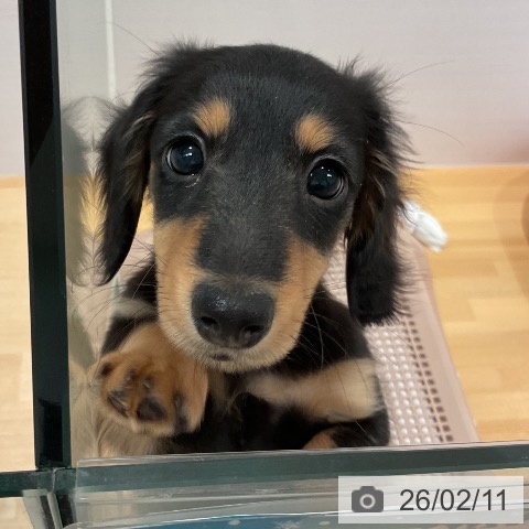 愛知県のミニチュアダックスフンド(ロング) (ペットプラス 名古屋茶屋店/2025年11月26日生まれ/男の子/ブラックタン)の子犬の4枚目の画像