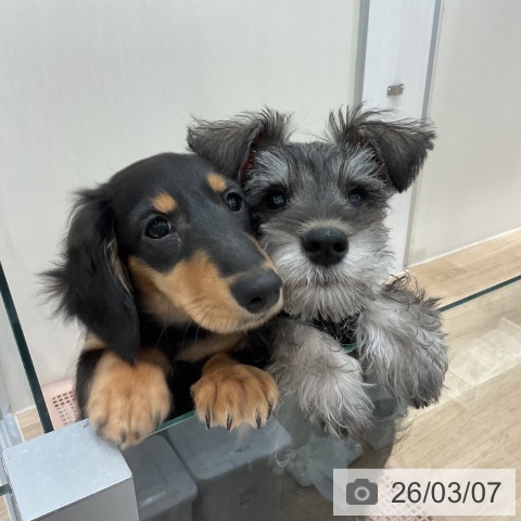 愛知県のミニチュアダックスフンド(ロング) (ペットプラス 東浦店/2025年11月26日生まれ/男の子/ブラックタン)の子犬の4枚目の画像