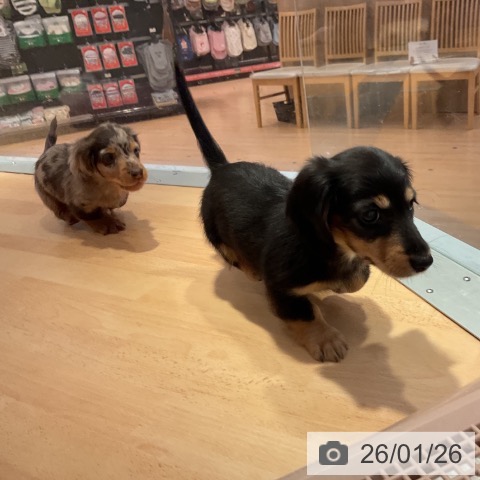 愛知県のミニチュアダックスフンド(ロング) (ペットプラス 名古屋茶屋店/2025年11月26日生まれ/男の子/ブラックタン)の子犬の3枚目の画像