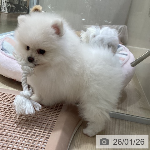 愛知県のポメラニアン (ペットプラス イオンモール長久手店/2025年11月27日生まれ/男の子/クリーム)の子犬の3枚目の画像