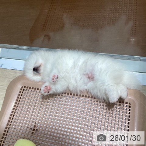 愛知県のポメラニアン (ペットプラス イオンモール長久手店/2025年11月27日生まれ/男の子/クリーム)の子犬の3枚目の画像