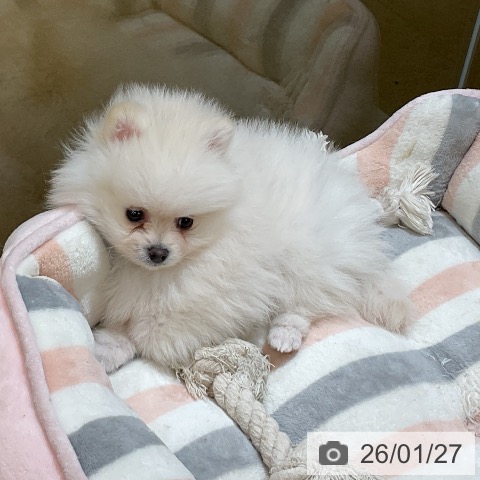 ポメラニアンの写真