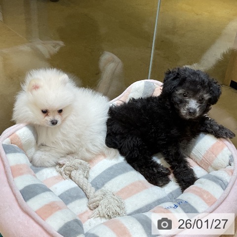 ポメラニアンの写真