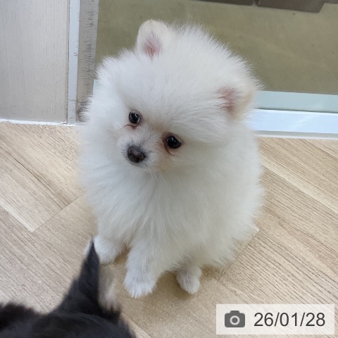 ポメラニアンの写真