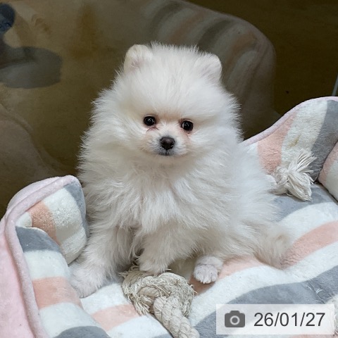 ポメラニアンの写真