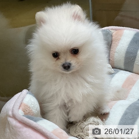 ポメラニアンの写真