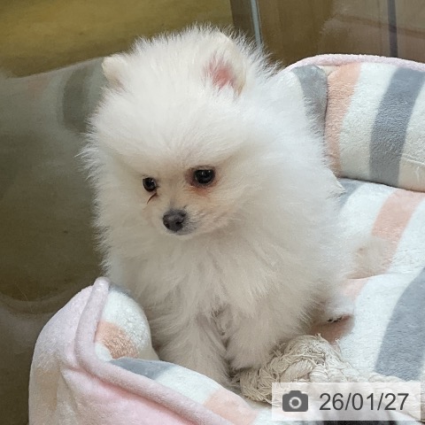 ポメラニアンの写真