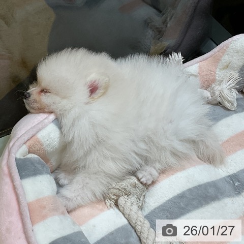 ポメラニアンの写真