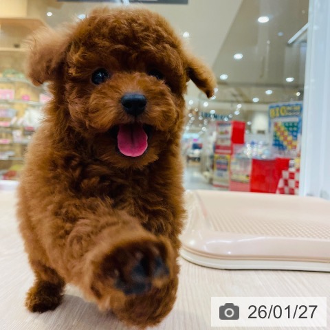 愛知県のトイプードル(トイ) (ペットプラス 豊田店/2025年11月27日生まれ/男の子/レッドフォーン)の子犬の4枚目の画像