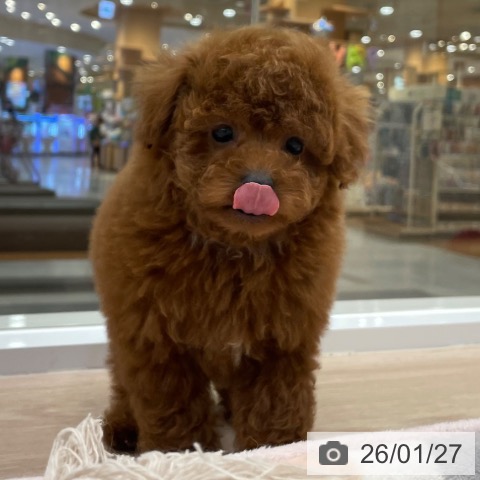 愛知県のトイプードル(トイ) (ペットプラス 豊田店/2025年11月27日生まれ/男の子/レッドフォーン)の子犬の3枚目の画像