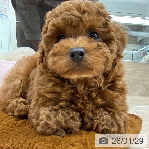 石川県のトイプードル(トイ) (ペットプラス 白山店/2025年11月27日生まれ/男の子/レッドフォーン)の子犬の4枚目の画像