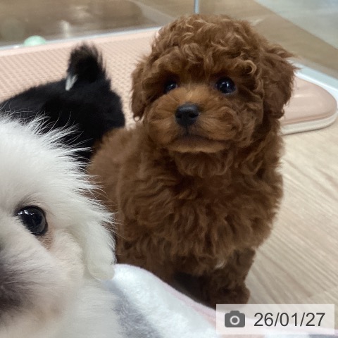 石川県のトイプードル(トイ) (ペットプラス 白山店/2025年11月27日生まれ/男の子/レッドフォーン)の子犬の3枚目の画像