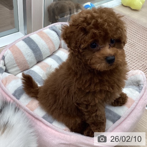 石川県のトイプードル(トイ) (ペットプラス 白山店/2025年11月27日生まれ/男の子/レッドフォーン)の子犬の4枚目の画像