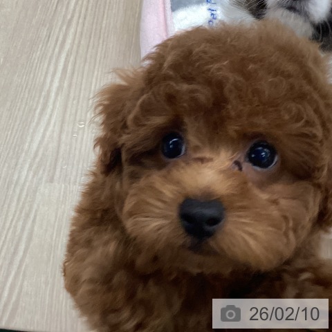 石川県のトイプードル(トイ) (ペットプラス 白山店/2025年11月27日生まれ/男の子/レッドフォーン)の子犬の3枚目の画像